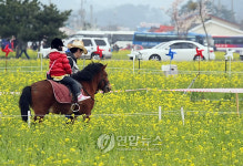조랑말 타고 삼척 유채꽃밭 사이로