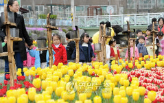 수원천 튤립 꽃길을 걷다