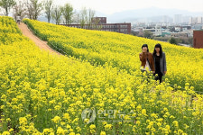 유채꽃 보러 동촌유원지로 오세요
