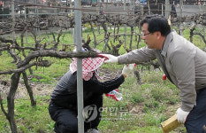 충남도, 꽃매미 방제에 공무원 3천명 투입