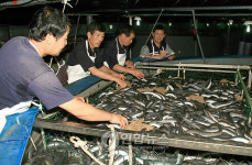 뱀장어 먹이주기