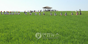 고창 보리밭으로 오세요