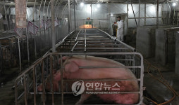 인천 강화 돼지농장서 구제역 의심신고