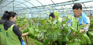 경기농협 농번기 농촌 일손 돕기