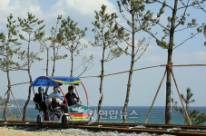 바닷가 따라 소나무숲 사이로 씽씽