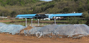 강화 구제역 한 달