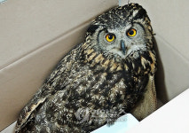 <카메라뉴스> 옥천서 수리부엉이 구조