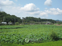 이야기가 있는 문화생태 탐방로-강화나들기 선원사연밭