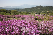 <카메라뉴스> 황매산 철쭉의 선분홍빛 유혹
