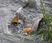 서산 해미천에 나타난 잉어떼