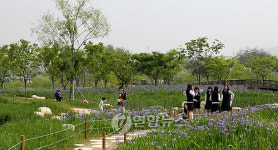 서울창포원 꽃놀이