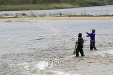 봄 전어도 맛있어요