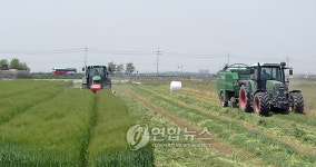 청보리 수확 한창인 농촌 들녘