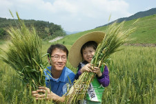 우리밀 수확체험