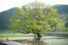  보은 500살 느티나무 인기