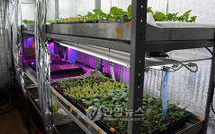 <농촌현장> 미래 첨단농장 식물공장