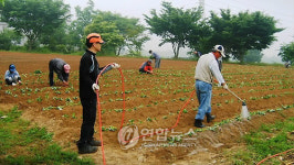 <카메라뉴스> 6년째 사랑의 고구마 심기