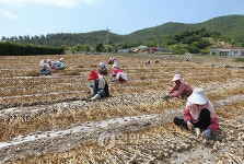 고흥, 육쪽마늘 수확 한창