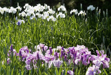 베어트리파크 꽃창포 만개