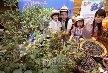 돌(Dole) 코리아, 블루베리 농장체험 하세요