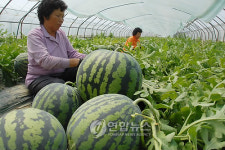 무더위 날릴 친환경수박