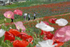 <카메라뉴스> 원주 용수골마을 꽃 양귀비 활짝