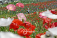 원주 용수골마을 꽃 양귀비 활짝