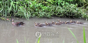 오리 가족의 외출
