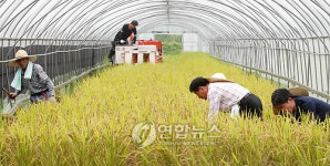 경기지역 올 첫 벼 수확