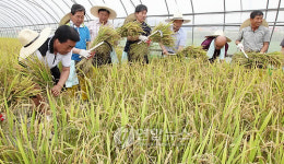경기지역 올 첫 벼 수확