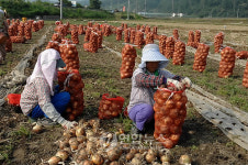 수확철 맞은 김천 양파