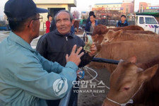 충남 우시장 19일부터 속속 개장