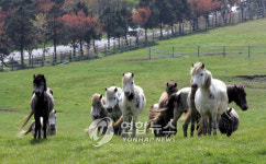 제주 말 수정란 이식사업 추진..국내 처음