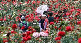 인천대공원에서 장미꽃 축제