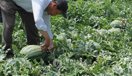 음성 다올찬수박 출하 시작