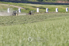인제 소양댐 상류 축산조사료 수확한창