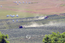 인제 소양댐 상류 축산조사료 수확한창