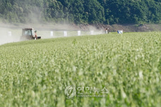 인제 소양댐 상류 축산조사료 수확한창