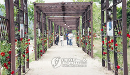 <카메라뉴스> 명소가 된 합천 장미터널