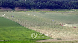 인제 소양댐 상류 축산조사료 수확한창