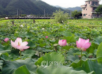 영월 주천에 연꽃 활짝
