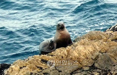 멸종위기 큰바다사자 동해 울진 연안서 발견