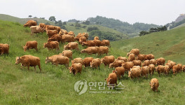 반갑다, 신선한 풀
