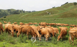 초원 나들이 나선 대관령 한우 시험장의 한우들