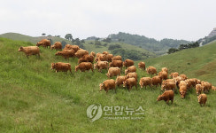 대관령 한우 시험장 첫 방목