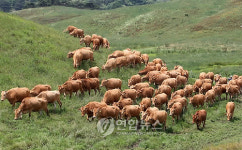 한우들의 대관령 초원 나들이