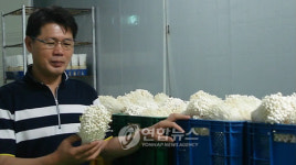 40대 귀농인 무농약 버섯으로 40억 매출