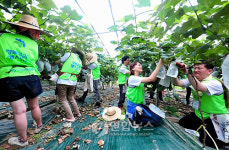 여름맞이 농촌일손돕기