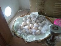 전주 아파트 보일러실에 둥지 튼 원앙