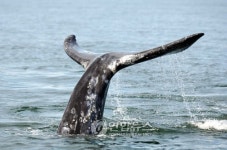 울산고래연구소 귀신고래 찾아 나선다